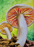 ACEO Gilled Mushroom Print