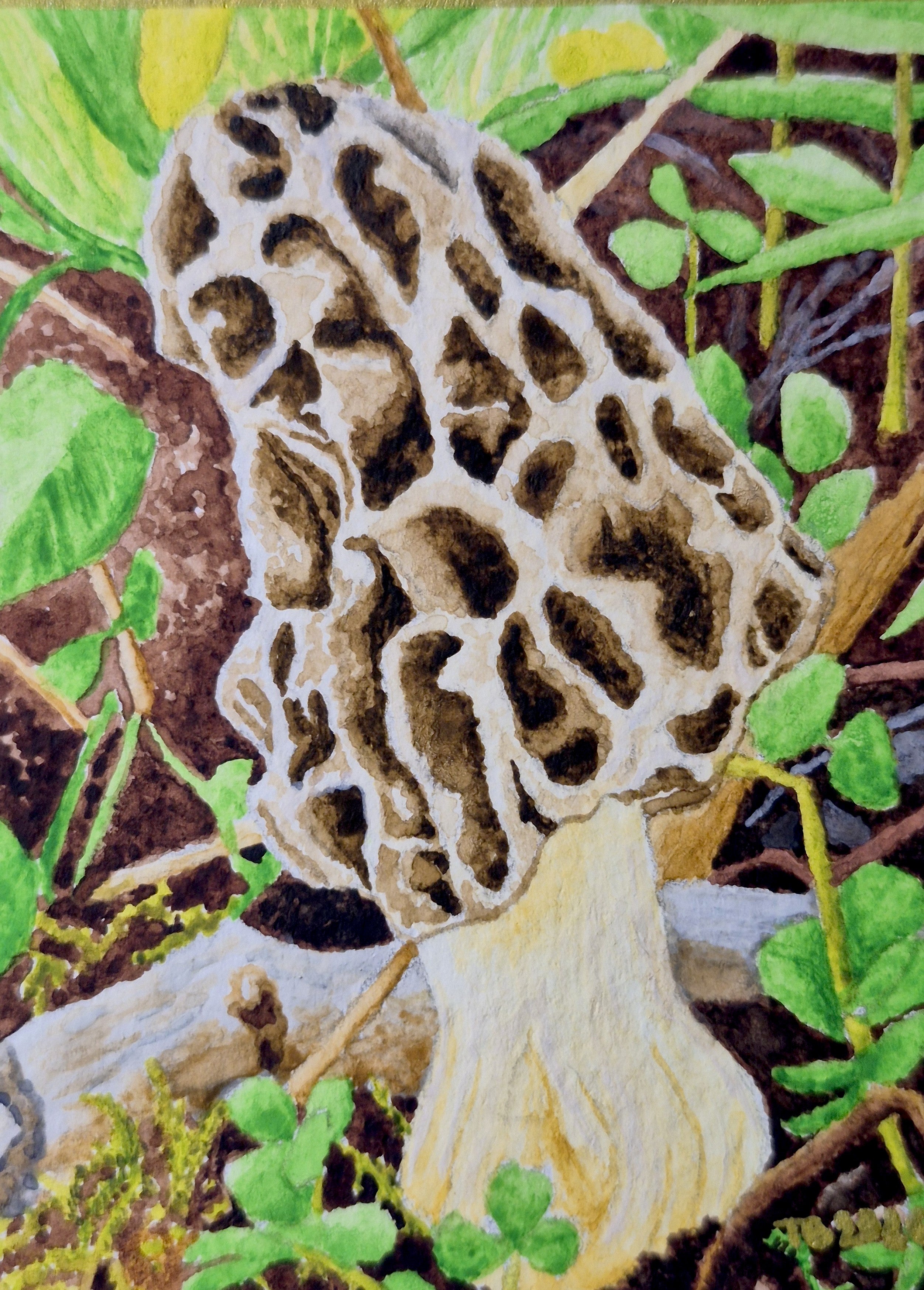 ACEO Morel Mushroom Print